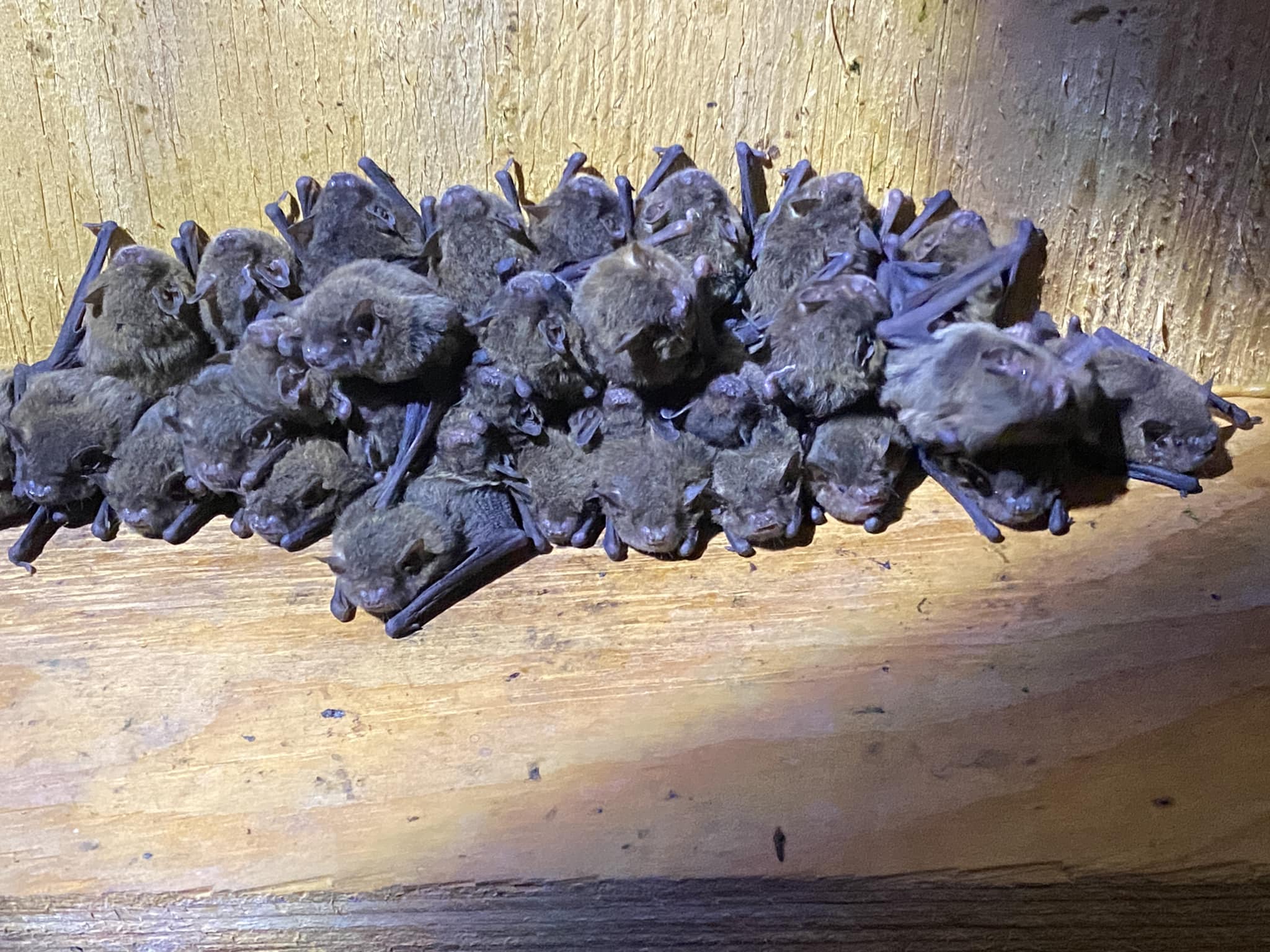 474794036_949557180603704_6622752894512269402_n