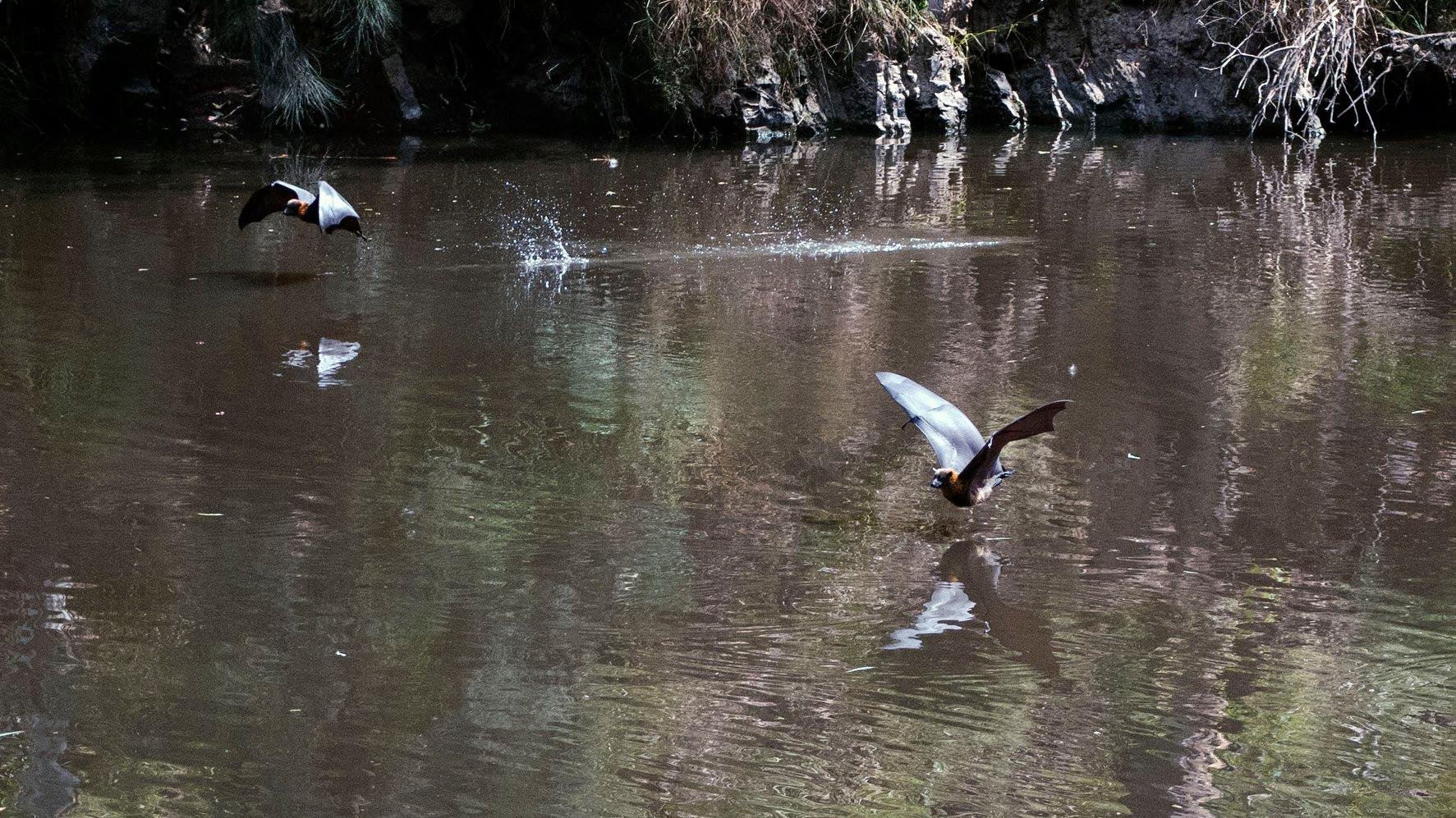 51066721_10156278737104067_5777895142530744320_n