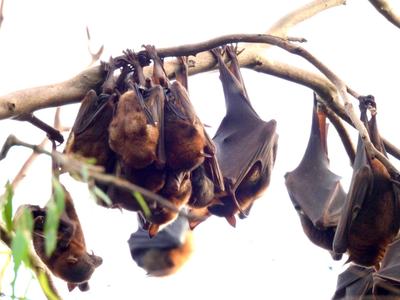 Small colony of little red flying foxes